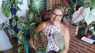 SEPARANDO OS CALADIUMS PARA ENVIO | CUIDADOS NO ENVIO DAS ENCOMENDAS DO JARDIM PARA QUEM GOSTA