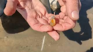 Searching for bass yabby bait!