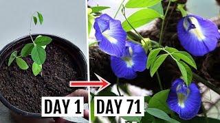 How to Grow & Care for Butterfly Pea Plant [Complete Growing GUIDE]