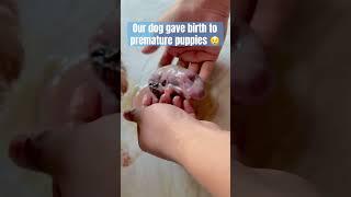 Our dog gave birth to premature puppies  #premature #prematurepup