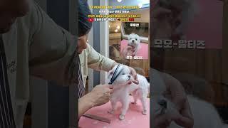 #이기명 #반갑다 #말티즈 #알머리컷 #애견미용 #애견미용사 #성남애견미용 #성남동애견미용