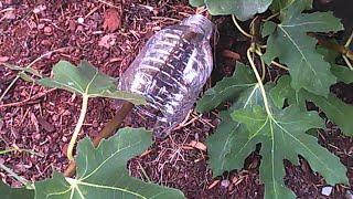 How to air layer a fig tree using a plastic bottle - Start to Finish