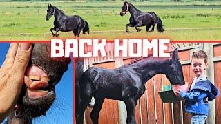 Back home at Stal G and they escape... | Goodbye ponies | Rising Star⭐ misses Yfke | Friesian Horses