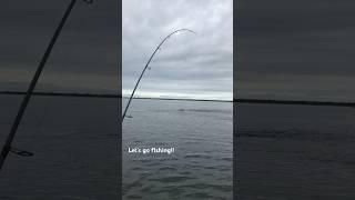 MASSIVE SCHOOL of Black Drum #mosquitolagoon #inshorefishing #blackdrum #fishing