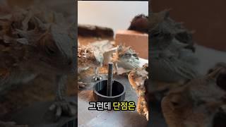 도마뱀을 위한 혁신적인 발명품의 부작용