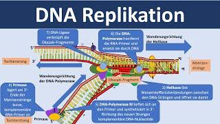 DNA Replikation / Verdopplung der DNA [Biologie, Oberstufe]