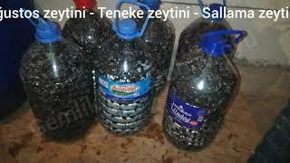 Ağustos zeytini Teneke zeytini Sallama zeytini Gemlik Muratoba köyü
