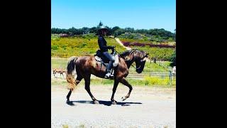 The Saddle Gait/Saddle Rack Description -Gaited Horse Training