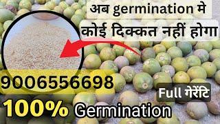 Turkey Berry, gungle baigan ka paka hua seeds, Full Guarantee ,100% Germination 9006556698