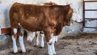 TOZZA SIMMENTAL BUQACHALAR ️+998 97 336 26 26 