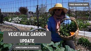 Veggie Garden Update: Victoria, Australia - Harvesting in Spring