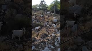 Many Animals in Capri Island #worldtraveling #worldtraveller #travelitalia