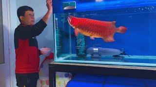 Feeding my Giant Arowana Fish | Monster Red Arowana and Oscar Cichlids