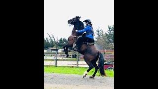 The Leaping Canter with a Tennessee Walking Horse - Tilly -Gaited Horse Training