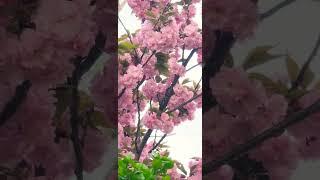 #spring #trending #vlog #southkorea #travel #flowers flo