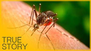 Zapped: The Buzz About Mosquitoes - True Story Documentary Channel