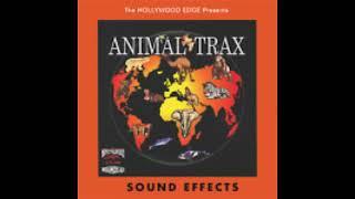 Animal Trax - Snow Leopard Sounds