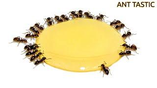 Ants vs Honey Time-lapse