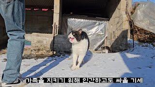 인간에게 맞서는 수컷 고양이