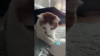 Amur opens a case in CS2 looking for a knife #amur #cs2case #catcs2 #opencases #cs2caseopening