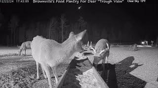 Meteor Catches Deer’s Attention 12/22/24