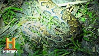 Swamp People: Serpent Invasion: GIANT HYBRID PYTHONS INVADE EVERGLADES (Season 1) | History