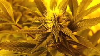 600 Watt Flower Room Update! Week 3