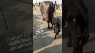 The world biggest udder Buffalo