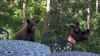 Bear scare: Utah Division of Wildlife Resources still working to get bear out of Park City