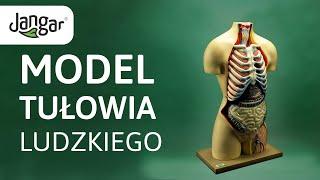 Jangar–Model tułowia ludzkiego. Wyjmowane narządy. Model ciała człowieka.