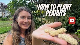 How to Plant Peanuts 