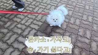 포메라니안 겨울 산책