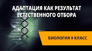 Адаптация как результат естественного отбора