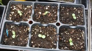 how to grow zinnias from seed, how to sow zinnia seeds, how to grow zinnia from seeds in a greenhous