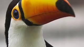 Animal Research Dunc Toucan