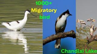 Migratory Birds In Chandlai Lake Jaipur | Heaven for Migratory Bird | Chandlai lake Jaipur