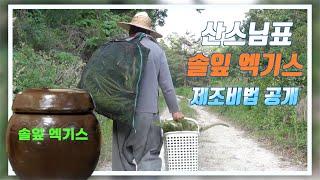 산스님표 솔잎 엑기스 제조비법 대공개 / 힐링일상 브이로그