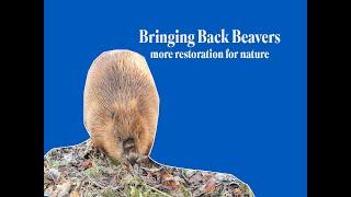 RELEASING A PAIR OF BEAVERS AT RSPB SCOTLAND'S LOCH LOMOND RESERVE