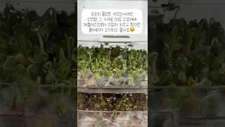 새싹채소 수확방법(feat.코아순)#shorts #sprout#새싹#채소#수경재배 #쉬운