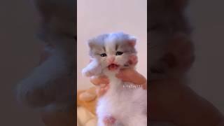 The little kitten is meowing! #meow  #cute  #kitten