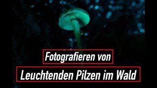 Wie UV-Licht Pilze magisch leuchten lässt.