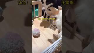 触发艾拉的关键词#狗狗 #边牧#动物#萌宠#宠物#异宠#animals#cute#funny#pets