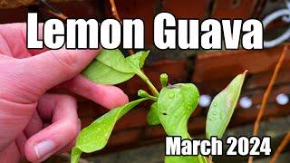 First Flower Buds Forming On My Lemon Guava (Yellow Cherry Guava) - March 2024