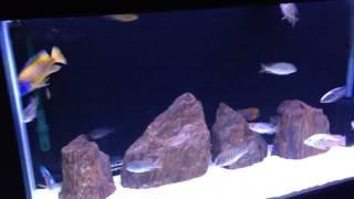 Tubber  challenge, adding Reggie's h&p cichlids and Sean Tran