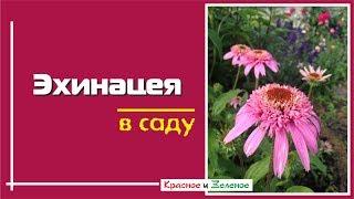 Эхинацея. Надежные сорта. Как вырастить и с чем сочетается в саду.