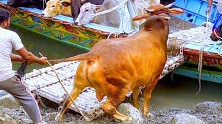 cow videos, cow unloading, cow video, animal, big cow, goru hamba, cow love, Ep - 05