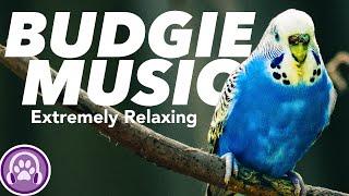 Budgie Music - Instantly Make your Budgie happy and relaxed! 