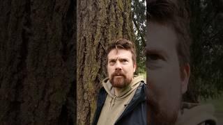 Tom's Tree Reviews #11? #nature