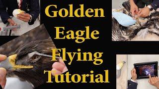 Golden Eagle flying mount... Learn How to... Art of Taxidermy.