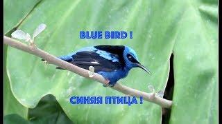 ФУТАЖ. Синяя птица! FOOTAGE. Blue bird.